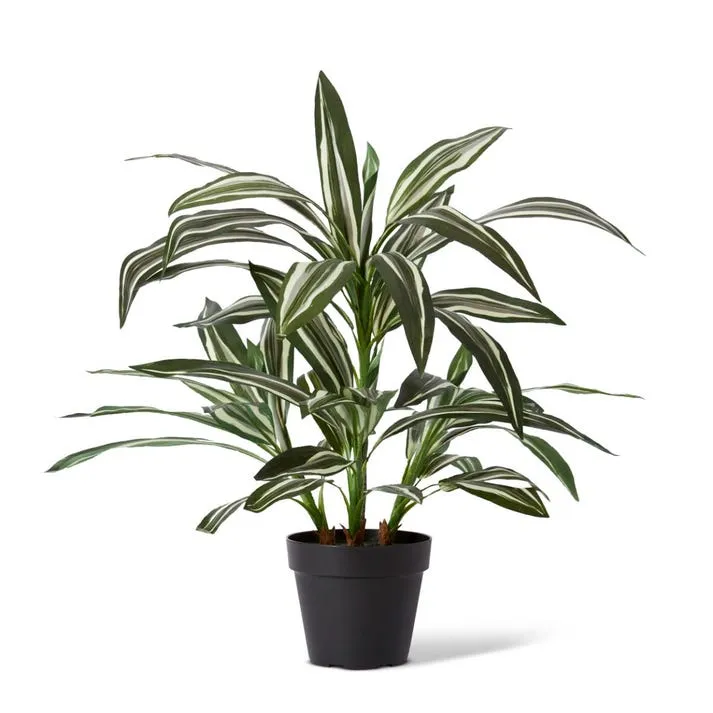 Cordyline Plant Potted - 60 x 60 x 70cm