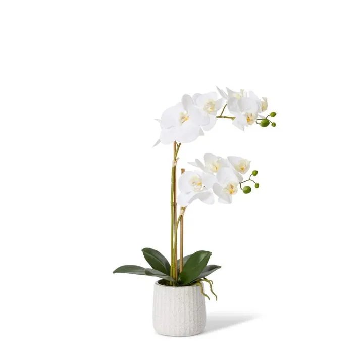 Phalaenopsis Ribbed Pot - 30 x 15 x 50cm