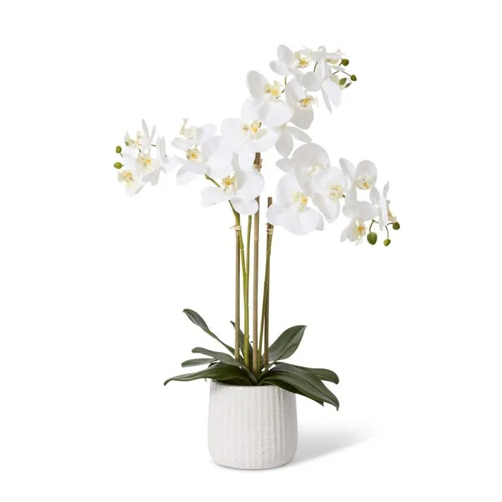 Phalaenopsis Ribbed Pot - 45 x 30 x 60cm