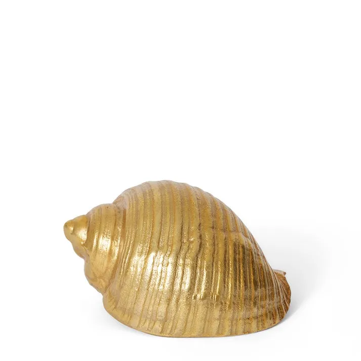 Moon Snail Shell Sculpture - 22cm x 16cm