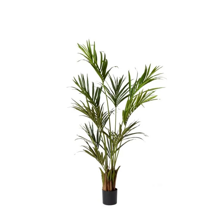 Kentia Palm Potted Tree Green - 55cm x 55cm x 180cm
