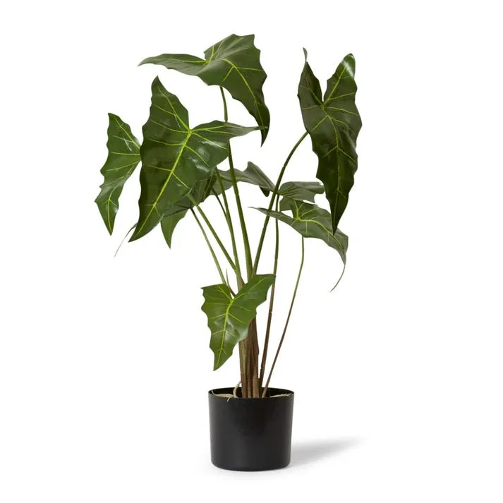 Alocasia Zebrina Potted Plant Green - 65cm x 54cm