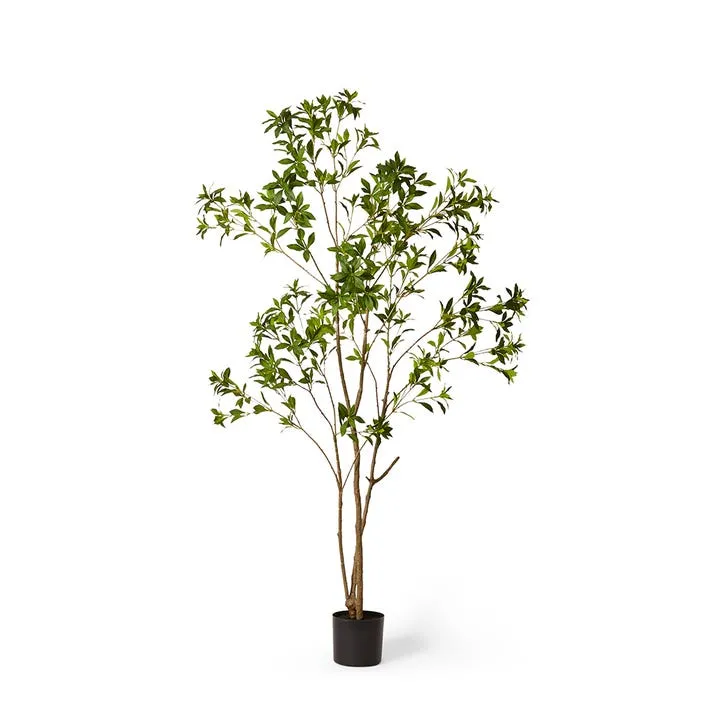 Pieris Japonica Tree - 100 x 100 x 210cm