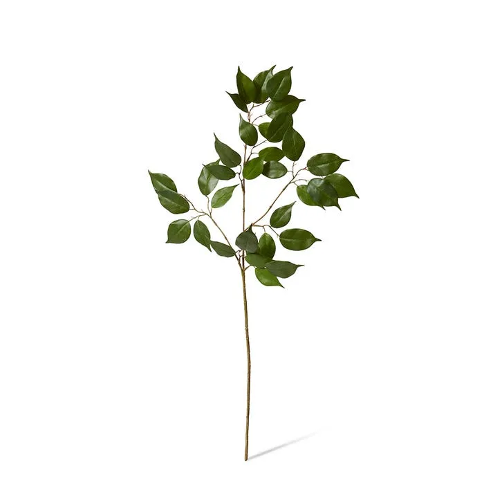 Ficus Spray - 45 x 35 x 100cm