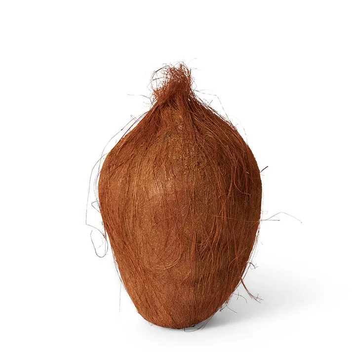 Coconut - 20 x 14 x 14cm