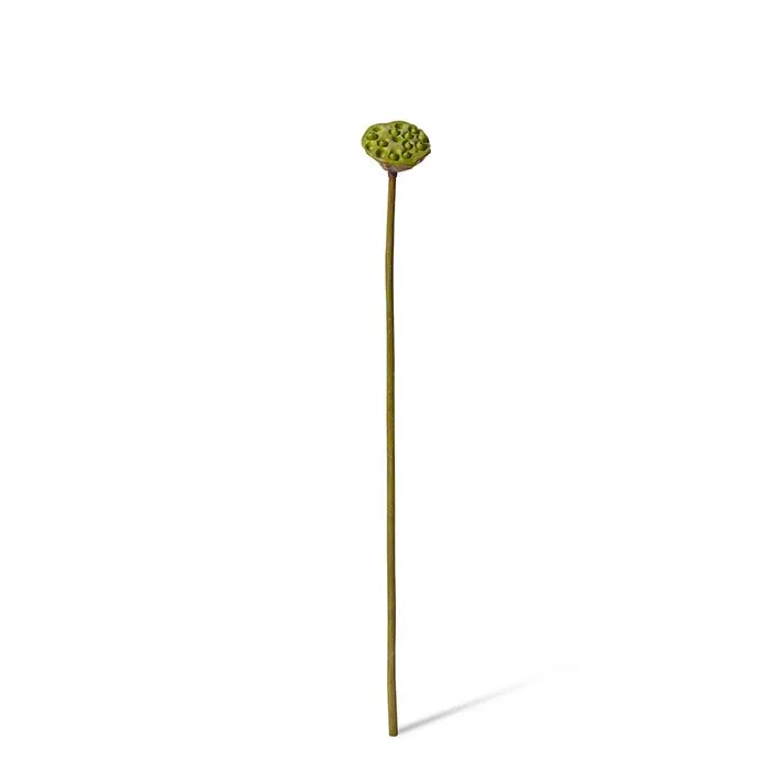 Lotus Pod Stem - 8 x 8 x 74cm