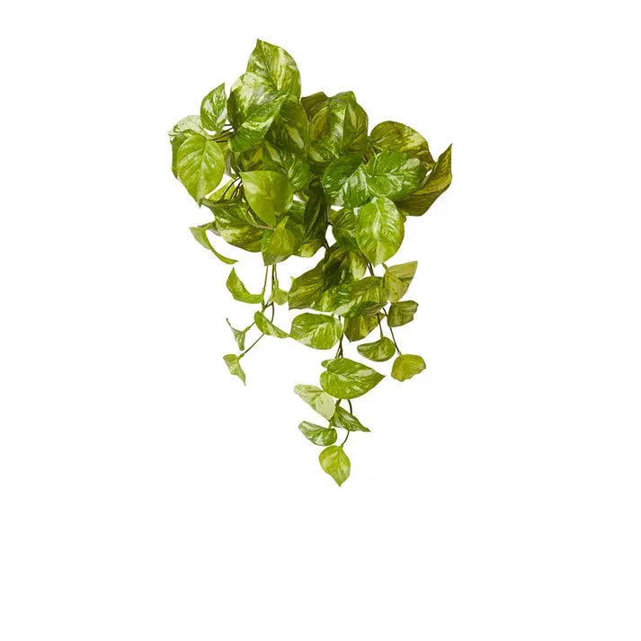 Pothos Marble Hanging Plant - 35 x 30 - 50cm