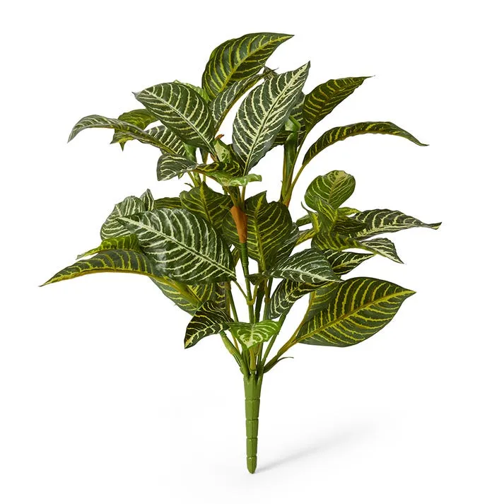 Zebra Plant - 50 x 50 x 61cm