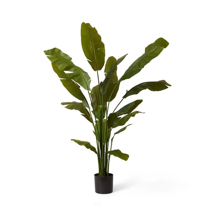 Palm Banana - 90 x 90 x 180cm