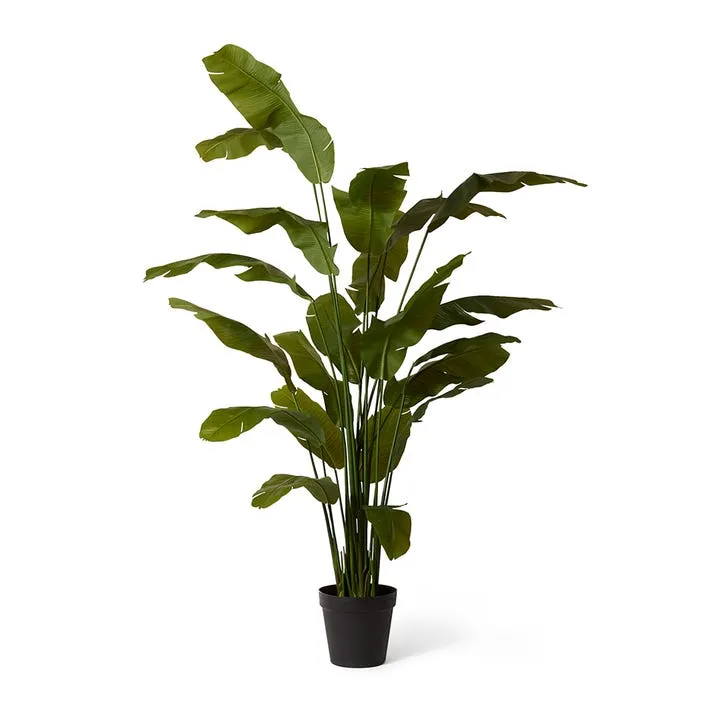 Palm Banana - 100 x 100 x 240cm