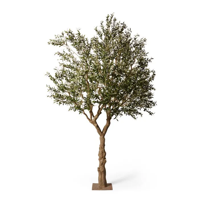 Olive Tree - 200 x 200 x 300cm
