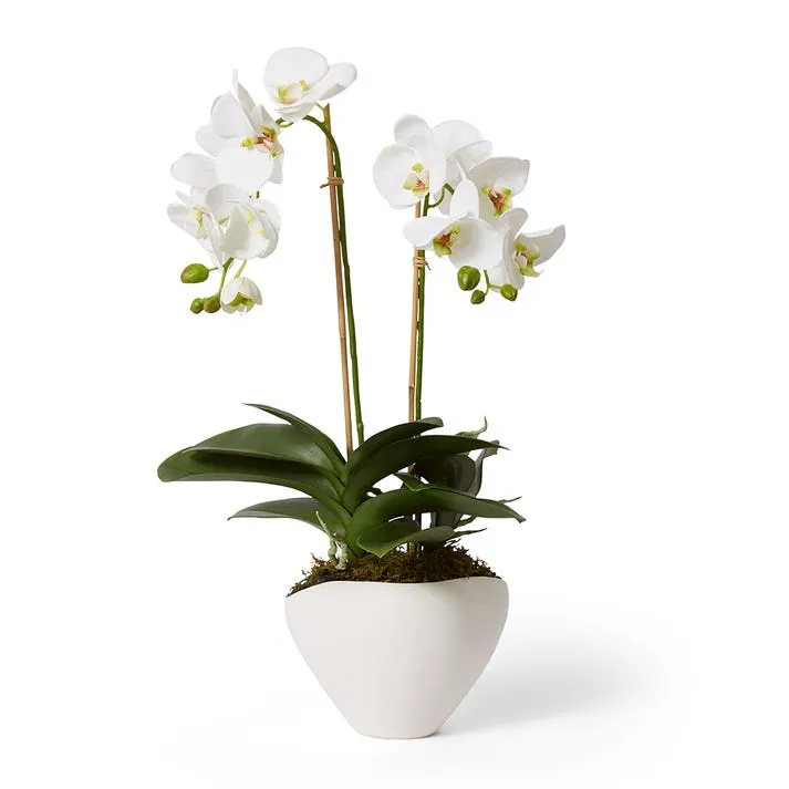 Phalaenopsis Luxe - Zelma Vase - 42 x 38 x 61cm