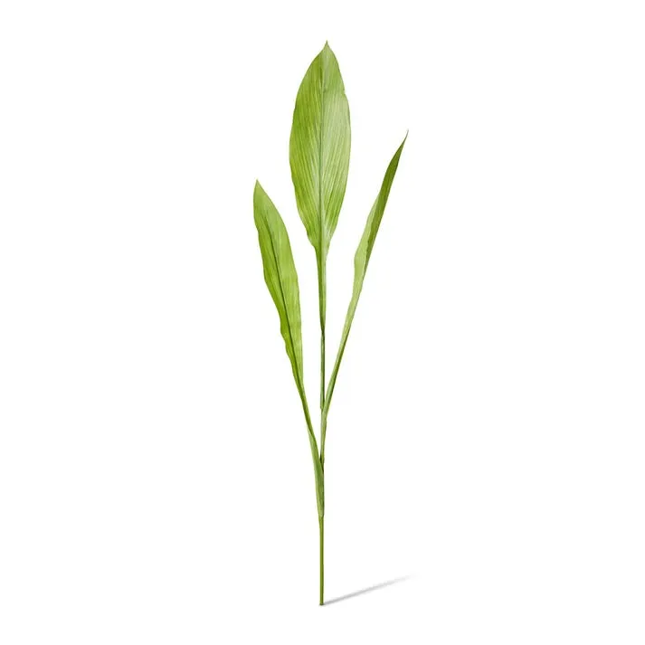 Ginger Leaf Spray - 36 x 14 x 91cm
