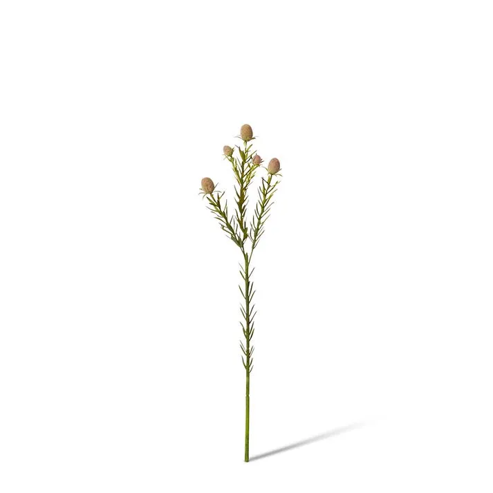 Leucadendron Nut Spray - 12 x 8 x 53cm
