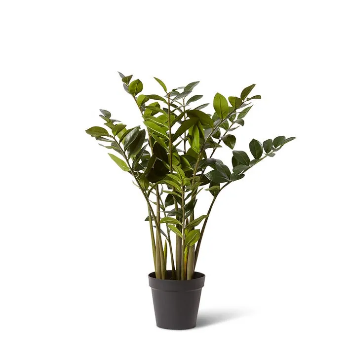 Zanzibar Plant - 60 x 60 x 90cm