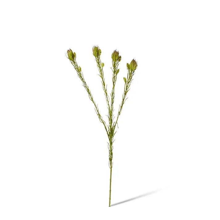 Clubmoss Spray - 8 x 6 x 46cm
