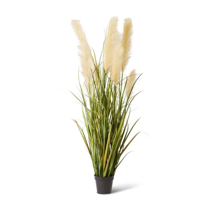 Grass Pampas Potted - 80 x 80 x 150cm