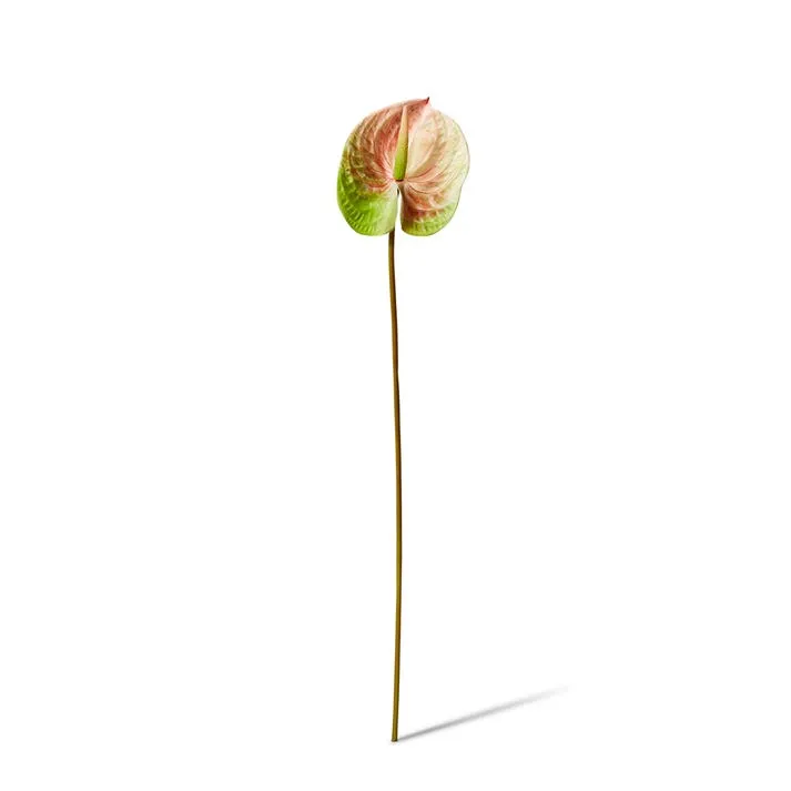 Anthurium Stem - 15 x 16 x 70cm