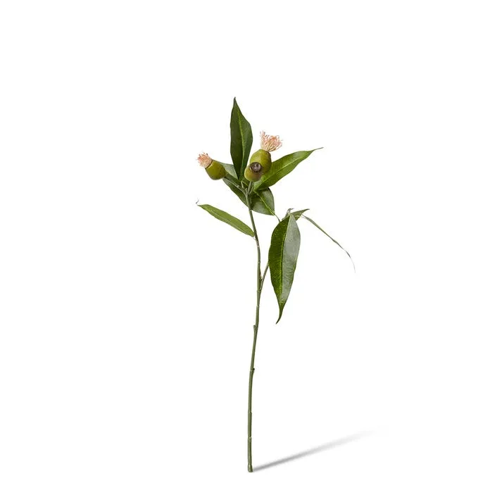 Eucy Nut Flowering Spray - 18 x 10 x 51cm