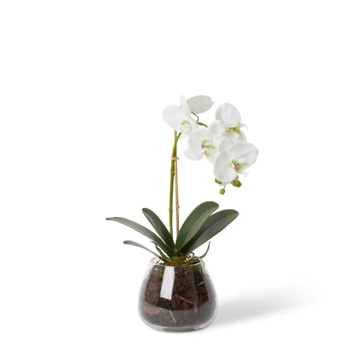 Grand Phalaenopsis - Allira Vase - 25 x 22 x 45cm