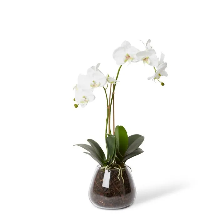 Grand Phalaenopsis - Allira Vase - 32 x 22 x 58cm