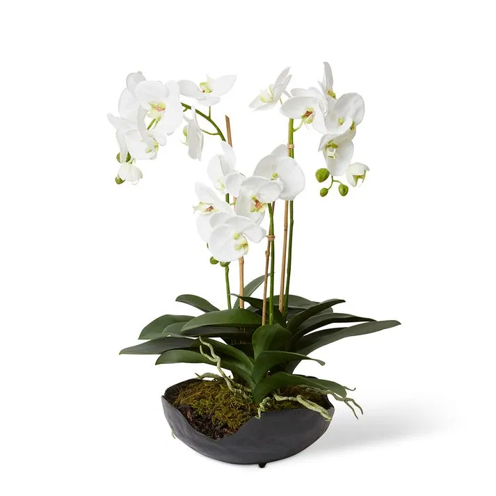 Luxe Phalaenopsis - Odina Bowl - 41 x 45 x 61cm