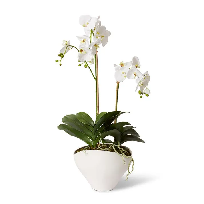 Luxe Phalaenopsis - Zelma Vase - 48 x 34 x 91cm