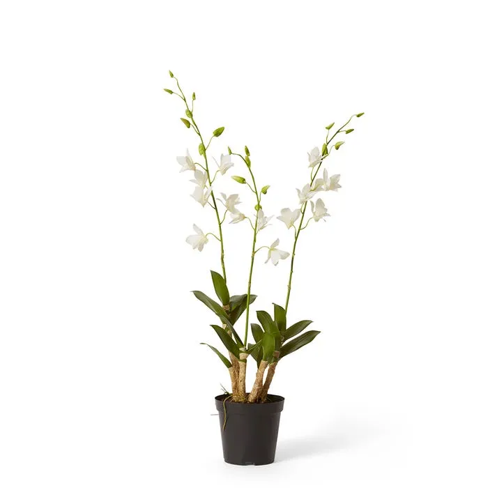 Orchid Dendrobidium Potted - 30 x 30 x 89 cm
