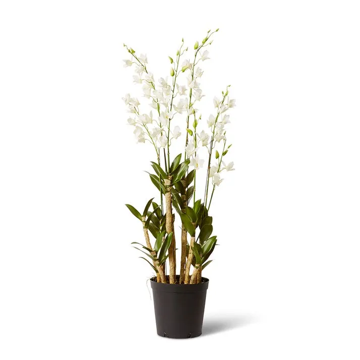 Orchid Dendrobidium Potted - 35 x 35 x 131cm