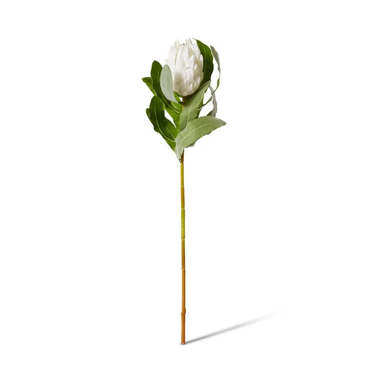 Protea Stem - 18 x 18 x 71cm