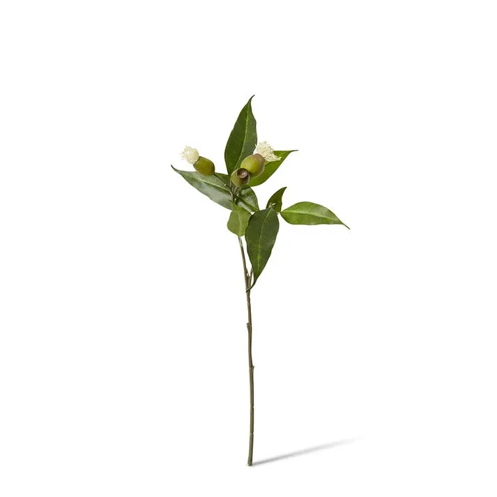 Eucy Nut Flowering Spray - 18 x 10 x 51cm