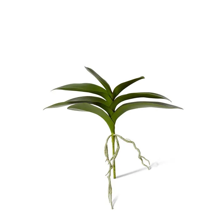 Phalaenopsis Lush Foliage Plant - 39 x 15 x 31cm