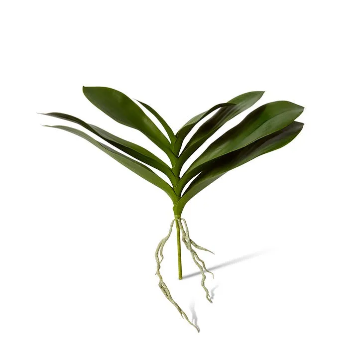 Phalaenopsis Lush Foliage Plant - 42 x 30 x 32cm