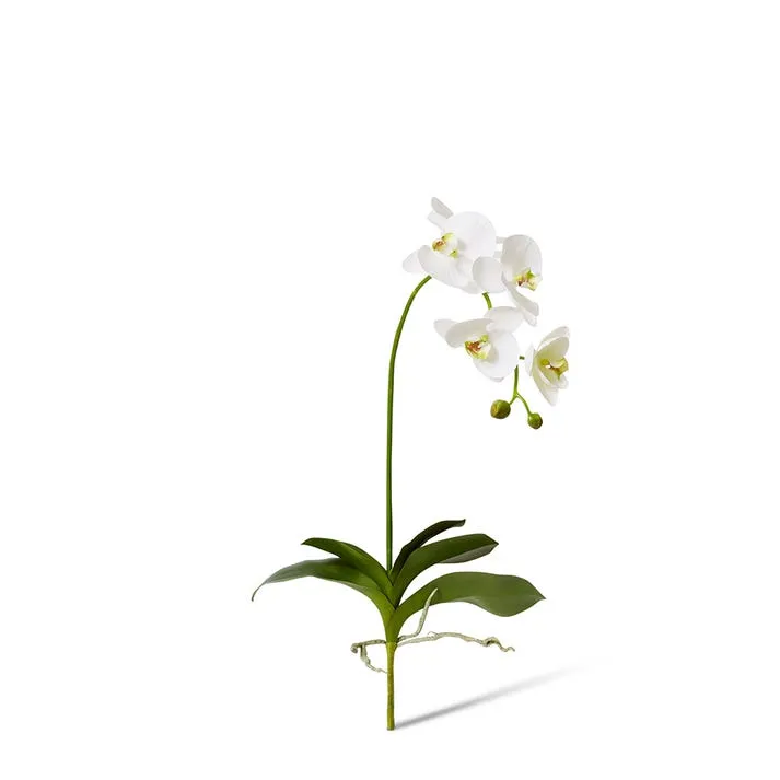 Phalaenopsis DeLuxe Plant - 33 x 24 x 75cm