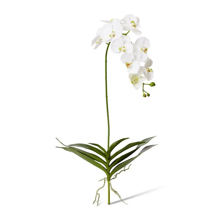 Phalaenopsis DeLuxe Plant - 51 x 34 x 114cm