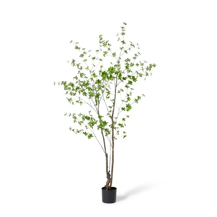 Pieris Tree - 120 x 110 x 210cm