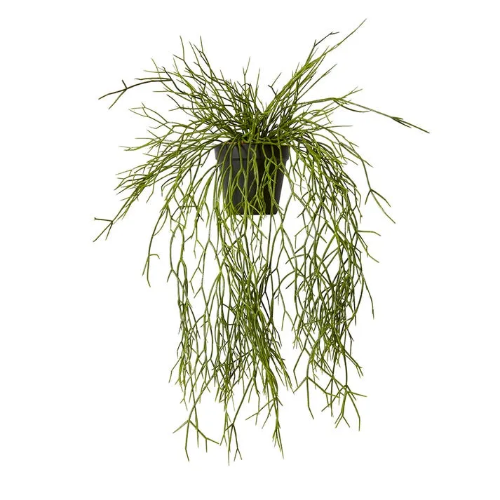 Cactus Pencil Plant-Garden Pot - 15 x 37 x 50cm
