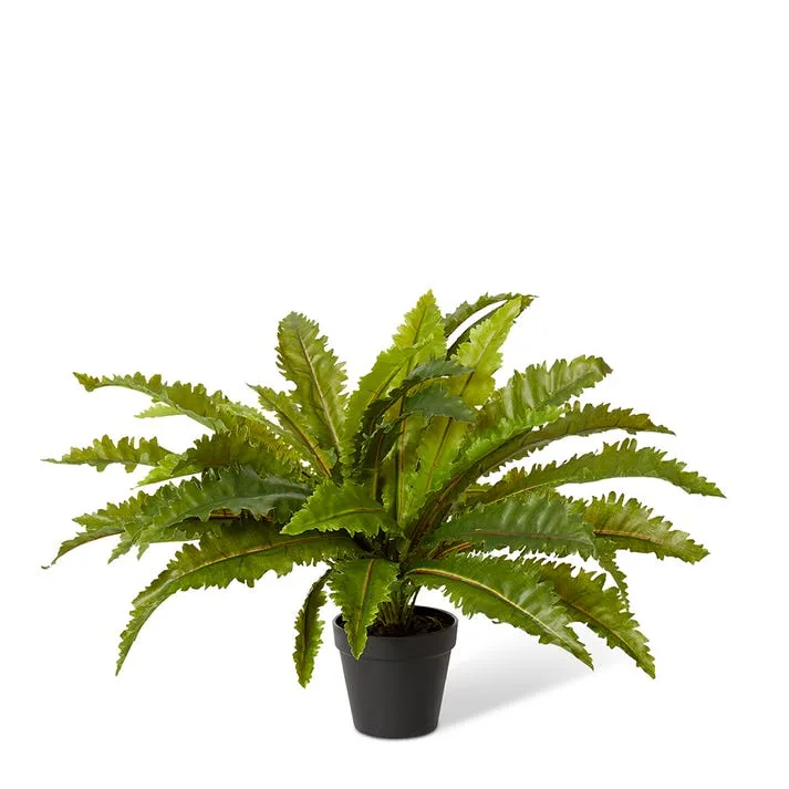 Asplenium Fern -Garden Pot - 13 x 13 x 52cm