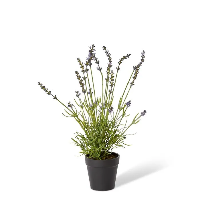 Lavender Bundle-Garden Pot - 10 x 10 x 45cm