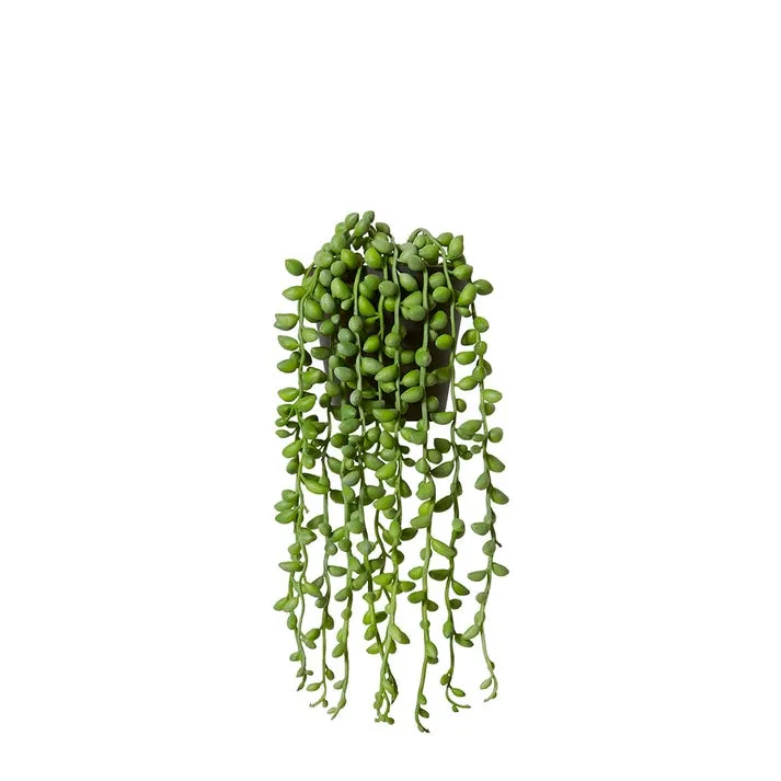 String of Pearls Angel Tears Hanging-Garden Pot - 15 x 15 x 30cm