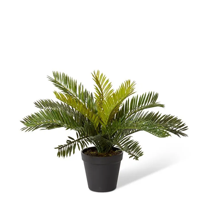 Cycas Bush-Garden Pot - 40 x 40 x 30cm
