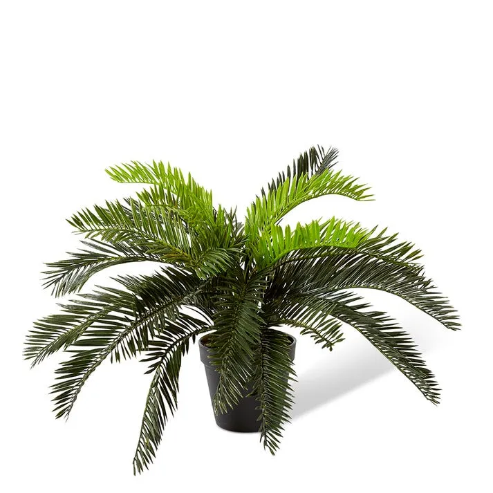 Cycas Bush-Garden Pot - 48 x 48 x 40cm