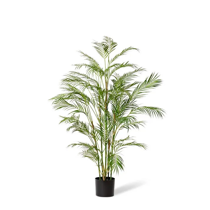 Palm Phoenix  - 75 x 75 x 150cm