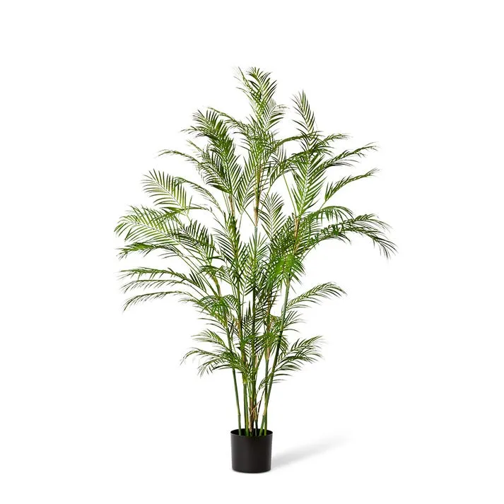 Palm Phoenix  - 75 x 75 x 180cm
