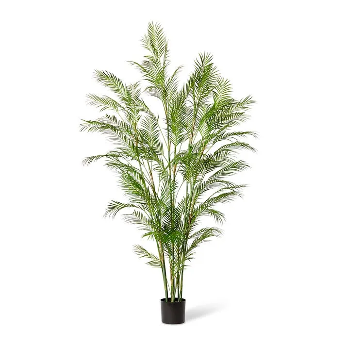 Palm Phoenix  - 75 x 75 x 225cm