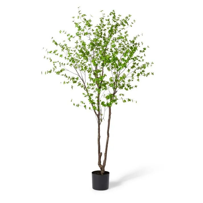 Pieris Tree - 200 x 180 x 300cm