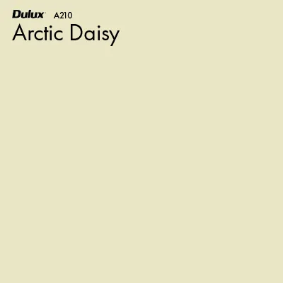 Arctic Daisy