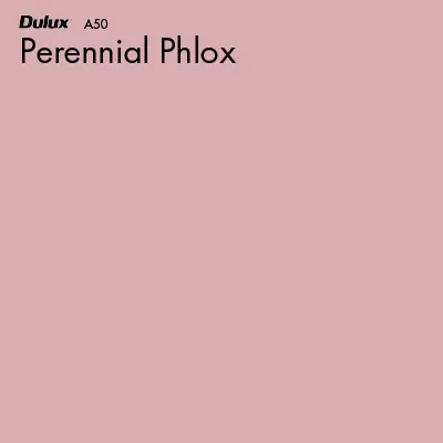 Perennial Phlox