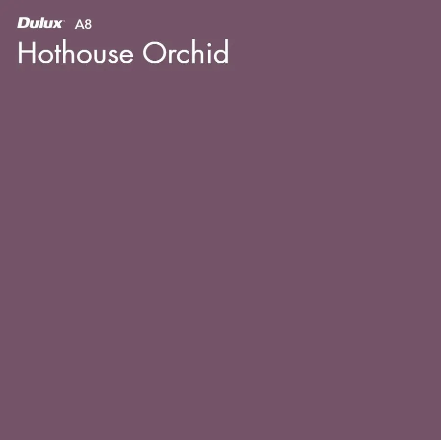 Hothouse Orchid