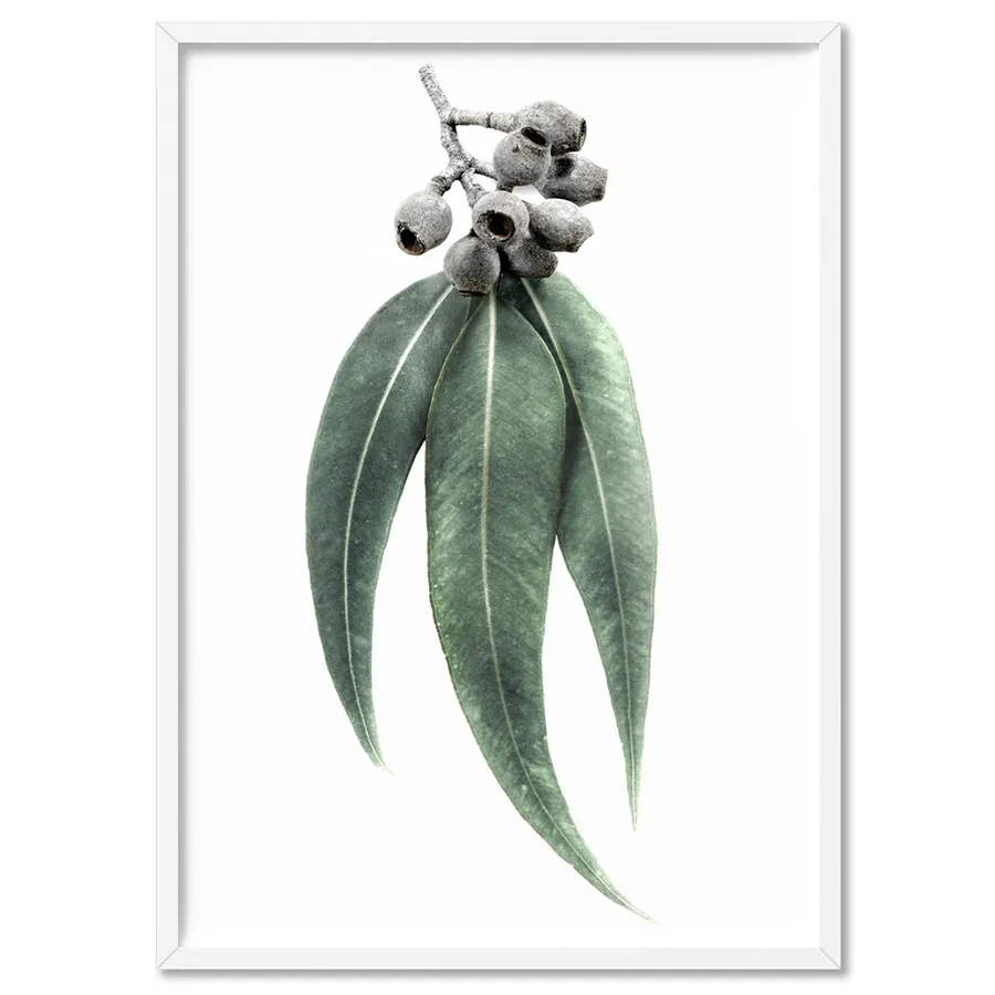 Eucalyptus Leaves & Gumnuts II - Art Print